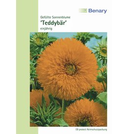 Benary Gefüllte Sonnenblume Teddybär, einjährig