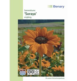 Benary Sonnenblume Soraya, einjährig