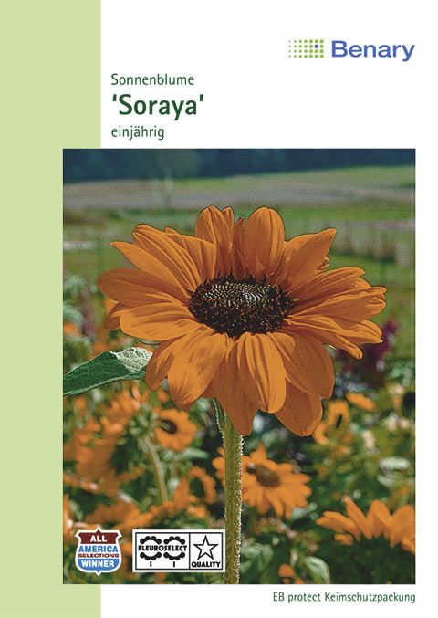 Benary Sonnenblume Soraya, einjährig