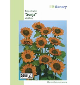 Benary Sonnenblume Sonja®, einjährig