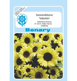 Benary Sonnenblume Valentin®, einjährig