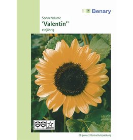 Benary Sonnenblume Valentin®, einjährig