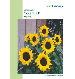 Benary Sonnenblume Solara F1, einjährig