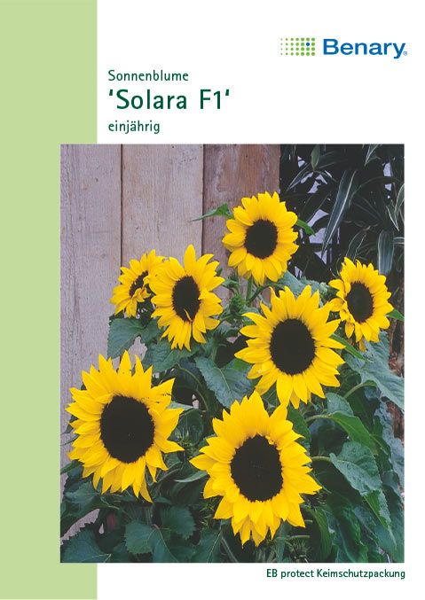 Benary Sonnenblume Solara F1, einjährig