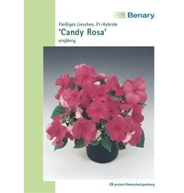 Benary Fleißiges Lieschen Candy® F1 Rosa, einjährig