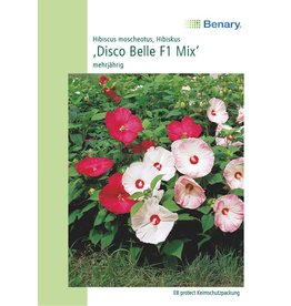 Benary Hibiscus Disco Belle F1 Mix, mehrjährig