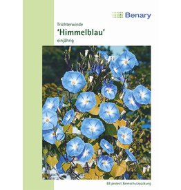 Benary Trichterwinde Himmelblau, einjährig