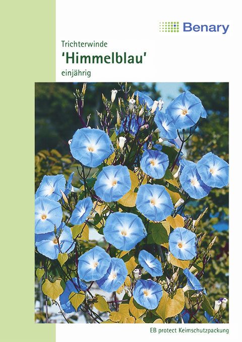 Benary Trichterwinde Himmelblau, einjährig