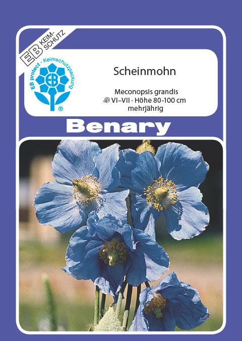 Benary Scheinmohn Mehrjährig