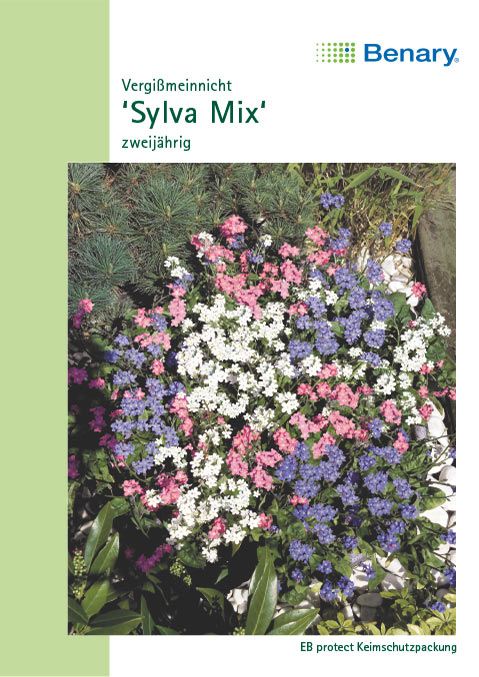 Benary Vergißmeinnicht Sylva Mix, zweijährig