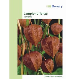 Benary Lampionpflanze Mehrjährig