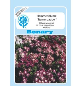 Benary Flammenblume Sternzauber, einjährig