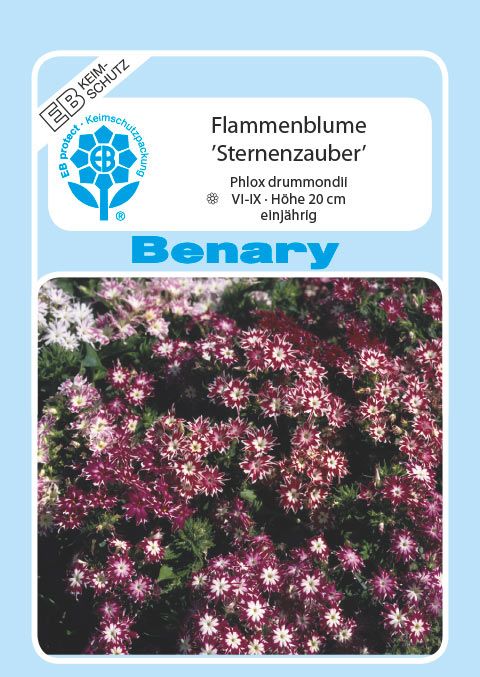 Benary Flammenblume Sternzauber, einjährig