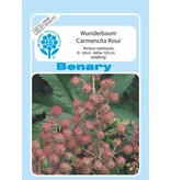 Benary Wunderbaum Carmencita® Rosa, einjährig