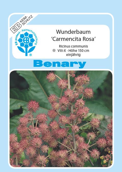 Benary Wunderbaum Carmencita® Rosa, einjährig