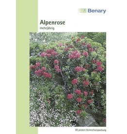 Benary Alpenrose, mehrjährig