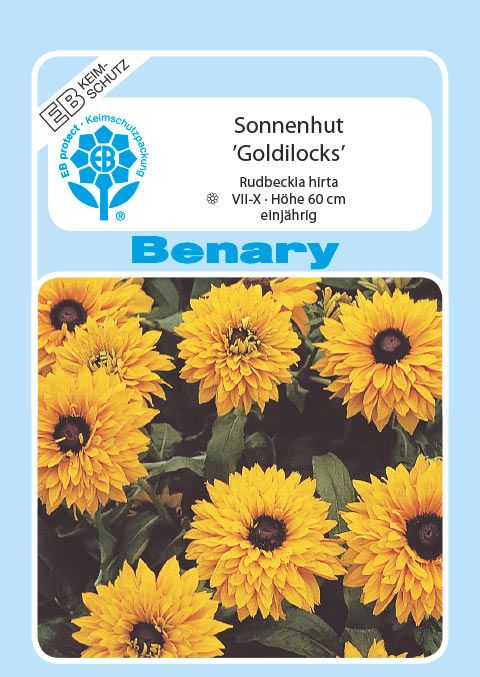 Benary Sonnenhut Goldilocks, einjährig