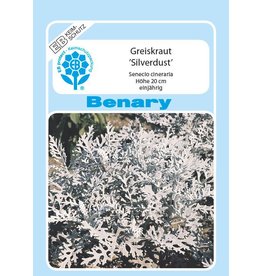 Benary Greiskraut  Silverdust, einjährig