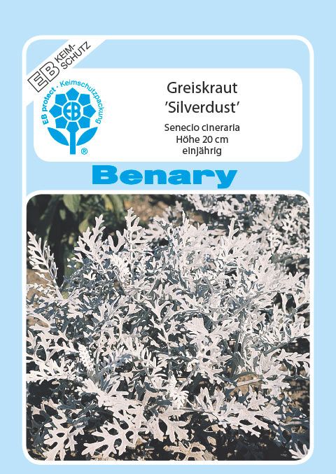 Benary Greiskraut  Silverdust, einjährig