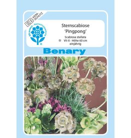 Benary Sternscabiose Pingpong, einjährig