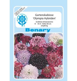 Benary Gartenscabiose Olympia®-Hybriden, einjährig