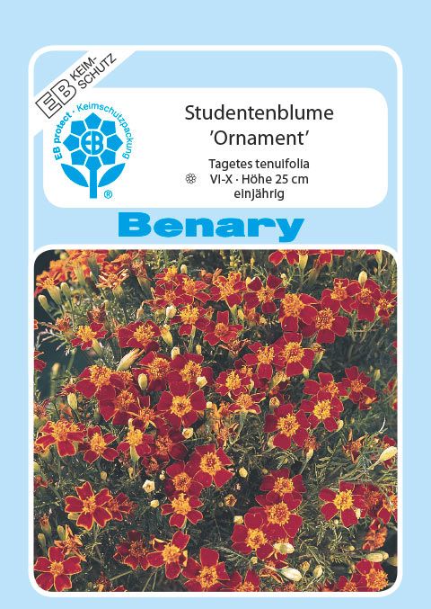 Benary Studentenblume Ornament®, einjährig