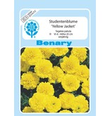 Benary Studentenblume Yellow Jacket, einjährig