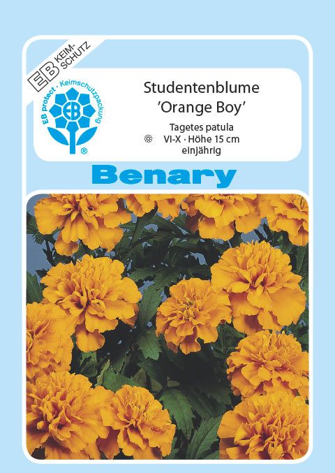 Benary Studentenblume Orange Boy, einjährig