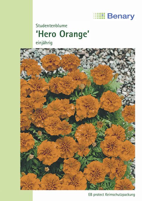 Benary Studentenblume Hero Orange, einjährig