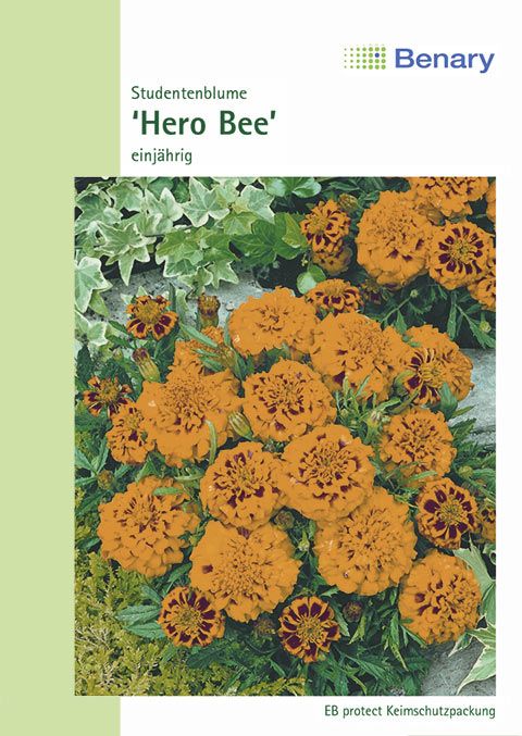 Benary Studentenblume Hero Bee, einjährig