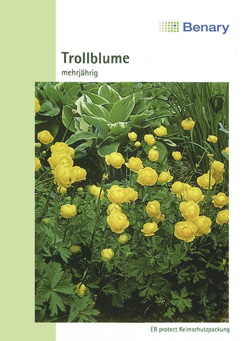 Benary Trollblume Mehrjährig