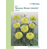 Benary Zinnie Benarys Riesen Limette, einjährig