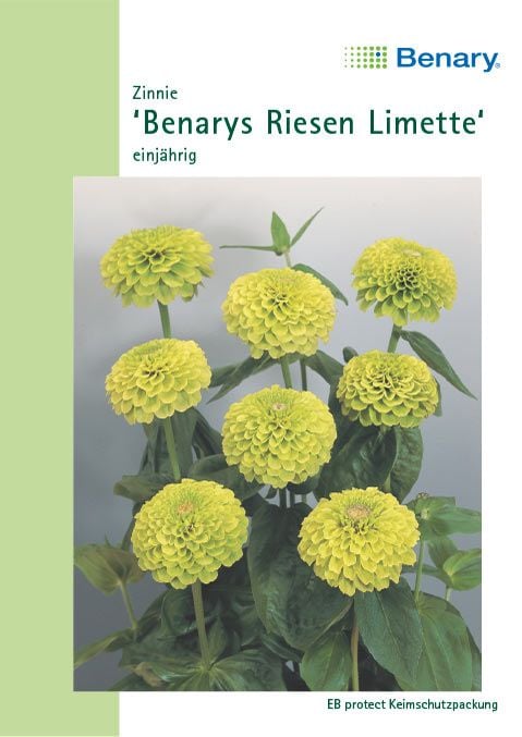 Benary Zinnie Benarys Riesen Limette, einjährig