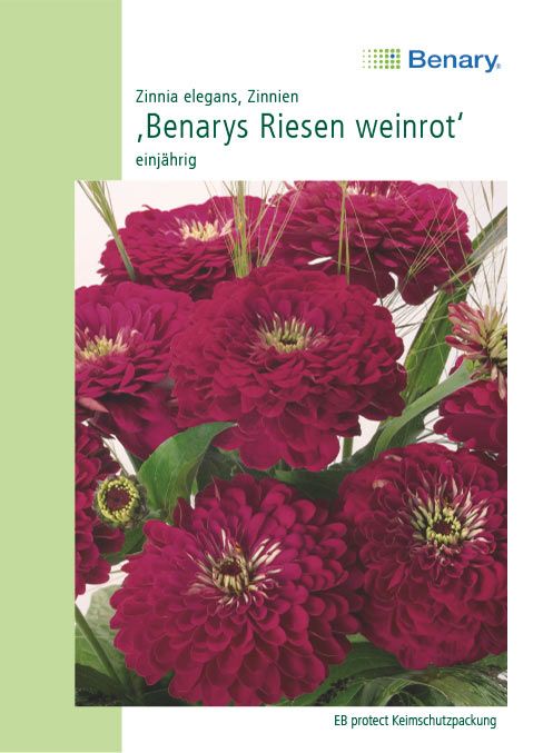 Benary Zinnie Benarys Riesen weinrot, einjährig