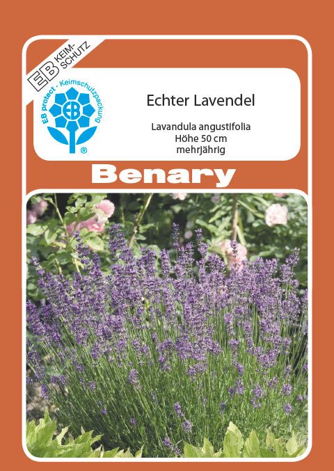 Benary Lavendel Echter