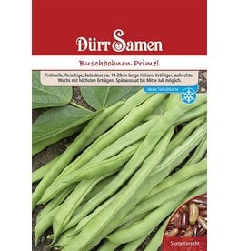 Dürr Samen Buschbohnen  Primel (Vorteilspackung)