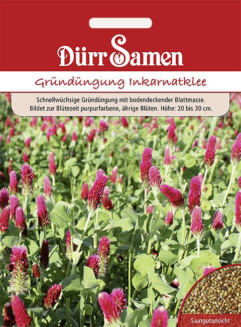 Dürr Samen Gründüngung Inkarnatklee