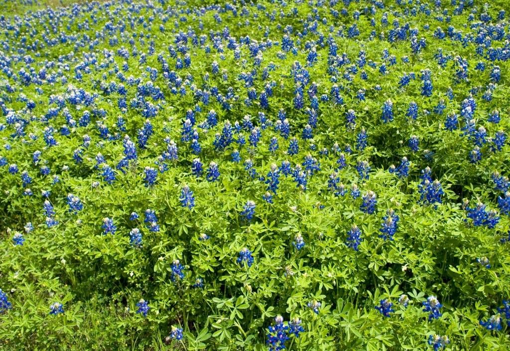 Dürr Samen Gründüngung Düngelupinen blau 1kg