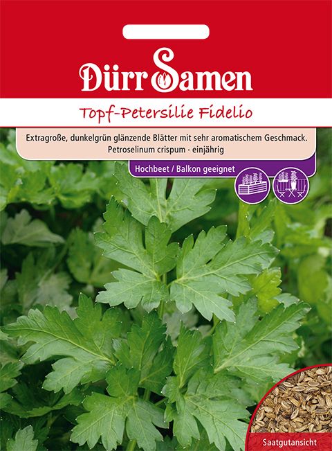 Dürr Samen Topf-Petersilie Fidelio