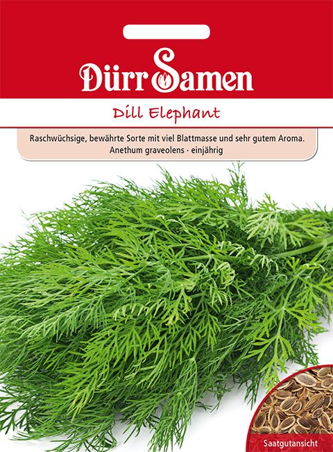 Dürr Samen Dill  Elephant