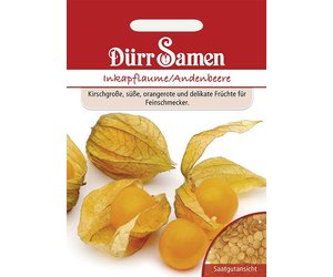 Physalis Inkapflaume - Andenbeere - Saat & Gut