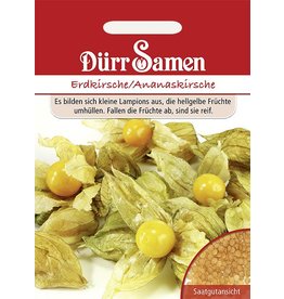 Dürr Samen Physalis Erdkirsche