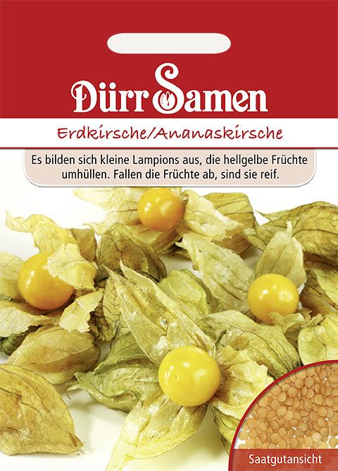 Dürr Samen Physalis Erdkirsche