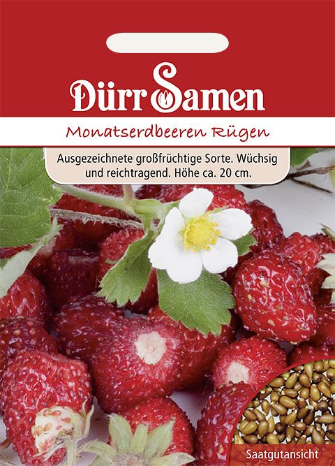 Dürr Samen Monatserdbeeren Rügen