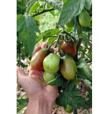 Saat & Gut BIO-Salattomate Black Plum