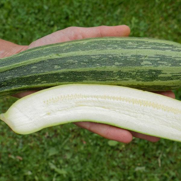 Saat & Gut BIO-Zucchini Cocozelle von Tripolis