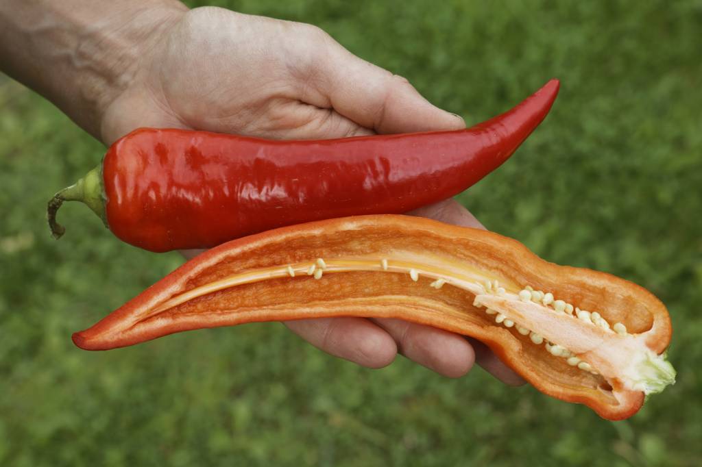 Saat & Gut BIO-Paprika Sweet Banana