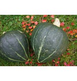 Saat & Gut BIO-Kürbis Green Jugin