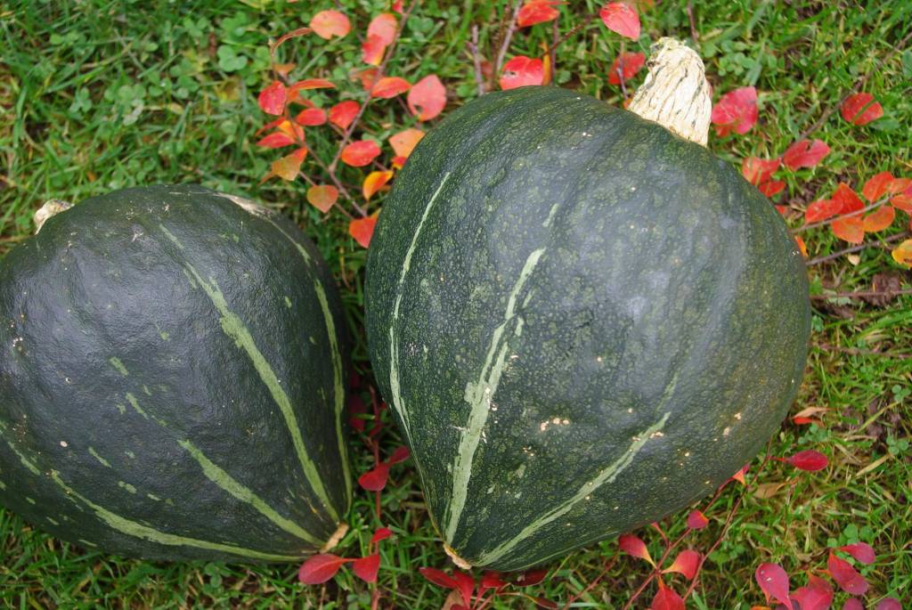 Saat & Gut BIO-Kürbis Green Jugin