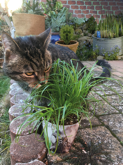 Saat & Gut Katzengras  im Anzuchtbecher